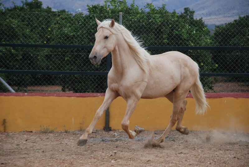 palomino horse running