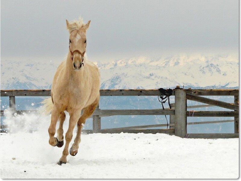 Palomino Horse Running — White, Dynamic