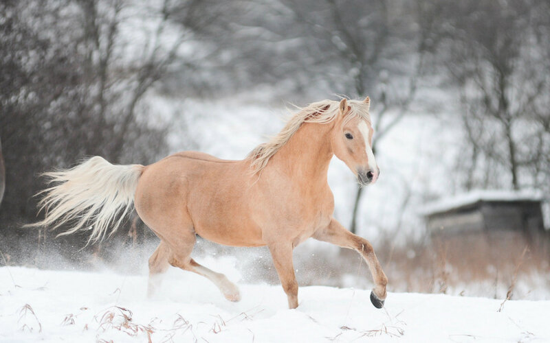Palomino Horse Running — White, Dynamic, Winter