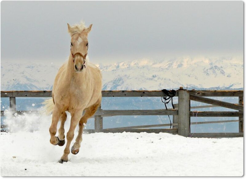 Palomino Horse Running — White
