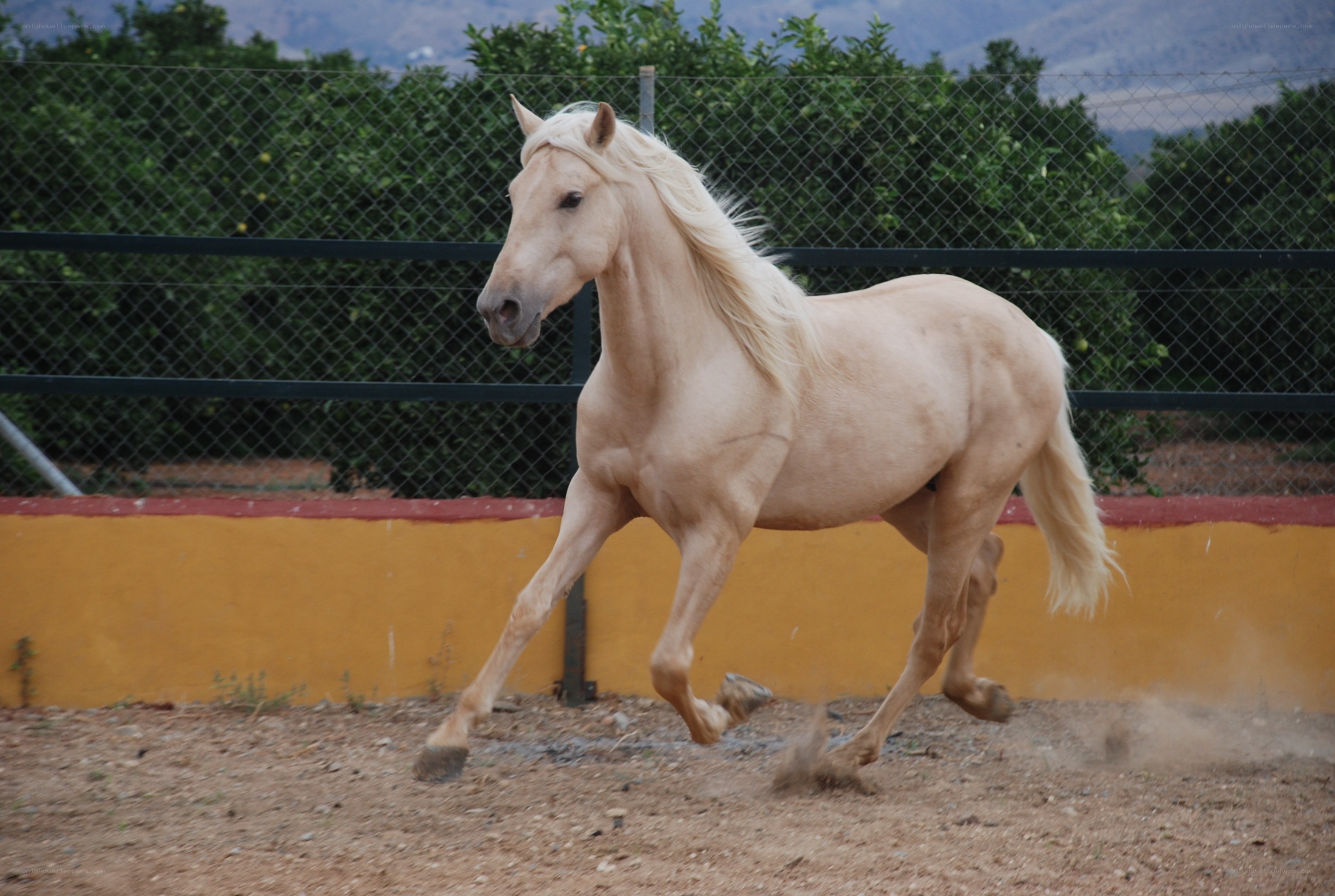 palomino horse running
