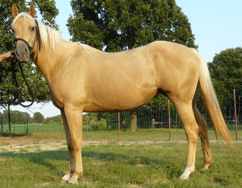 Palomino Horse Standing — Tan, Calm