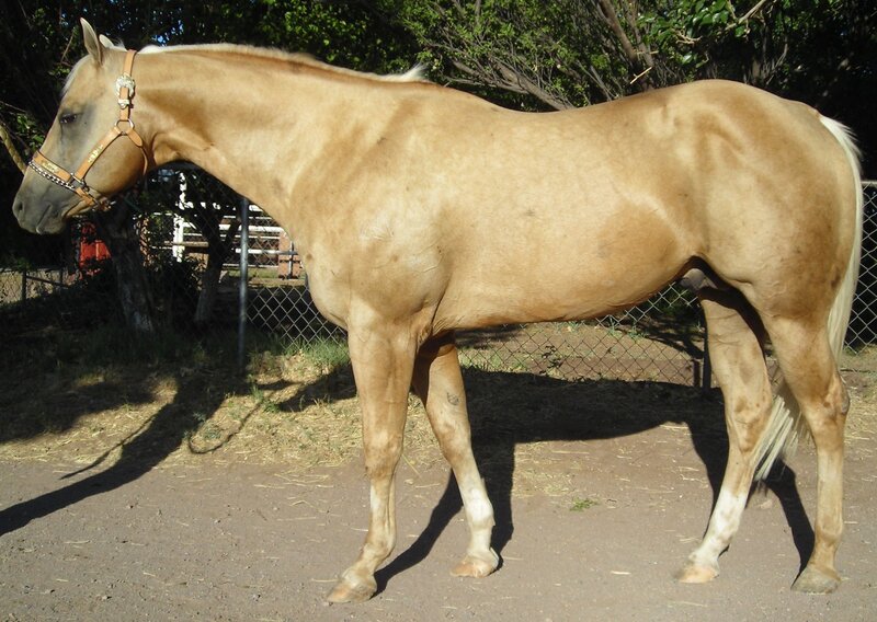 Palomino Horse Standing — Tan
