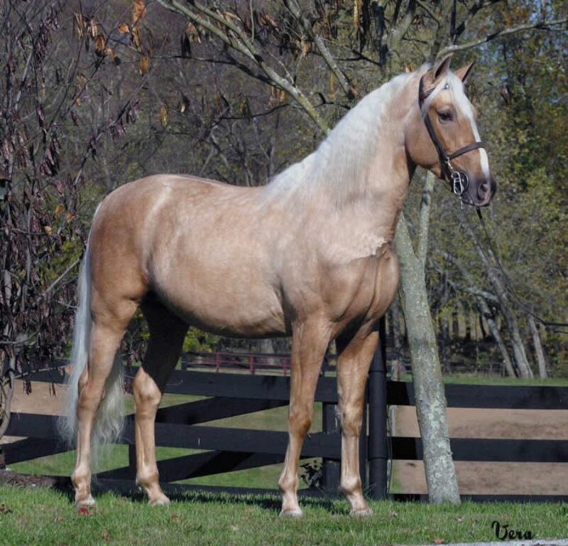 Palomino Horse Standing