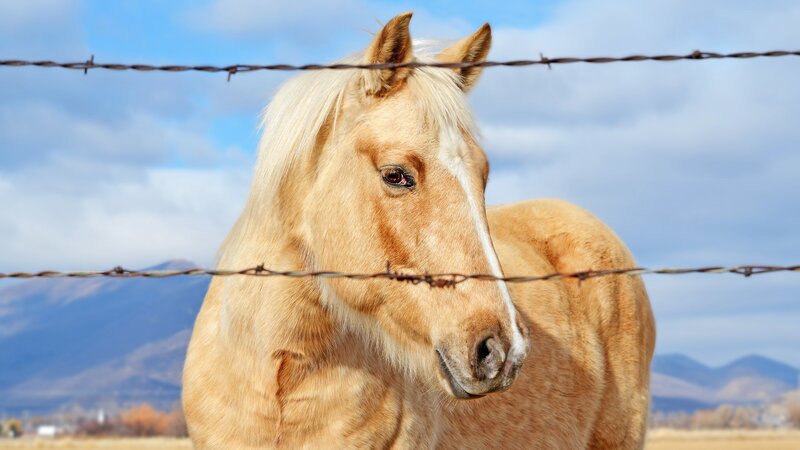 Palomino Horse — Tan, Calm