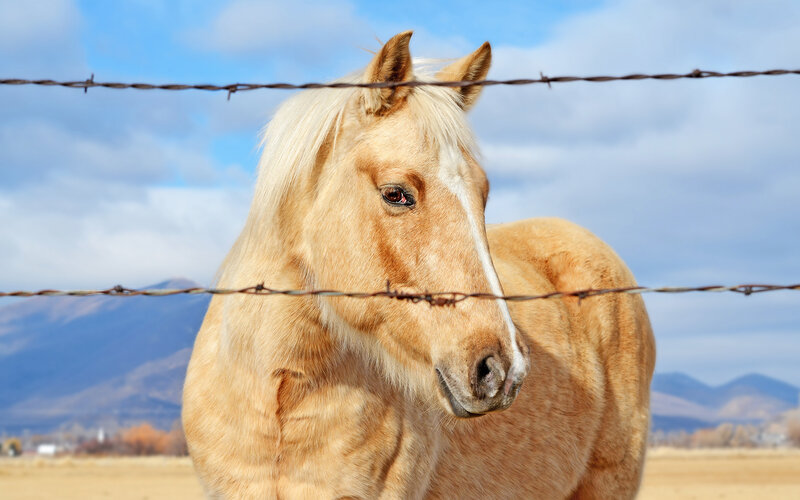 Palomino Horse — Tan