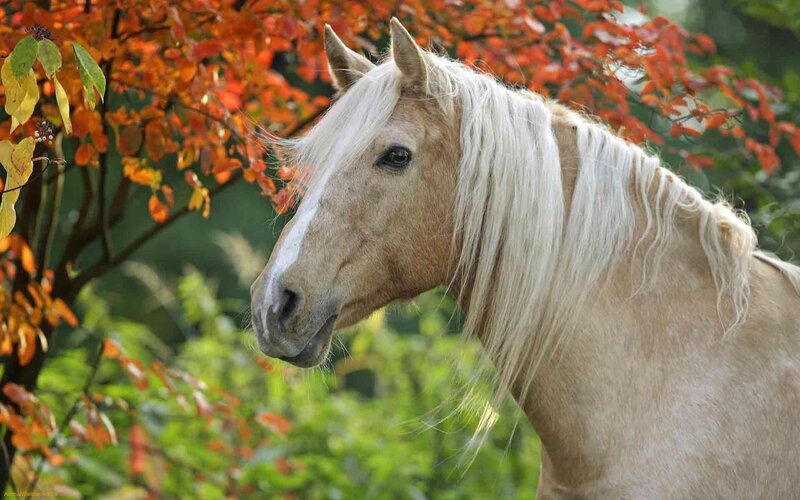 Palomino Horse