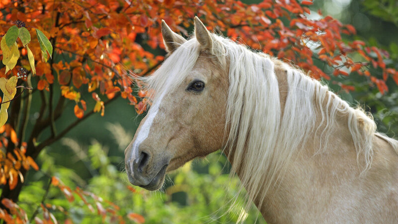 Palomino Horse — White, Serene, Autumn