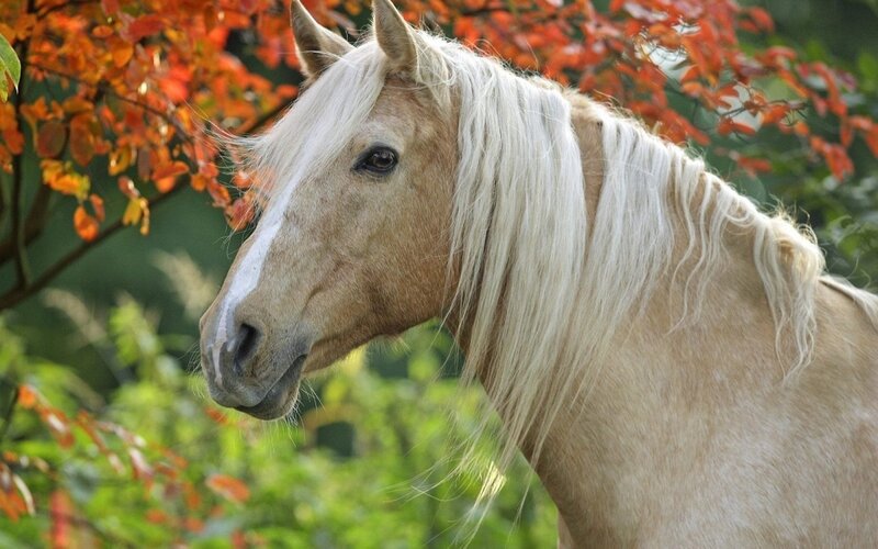 Palomino Horse — White, Serene