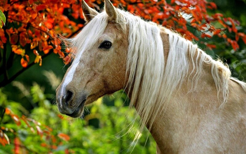 Palomino Horse — White