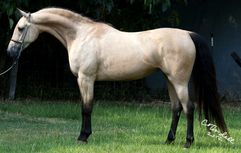 Palomino Horse with Black Tail