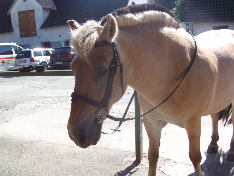 Palomino Horse with Bridle
