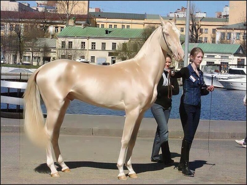 Palomino Horse with Handler