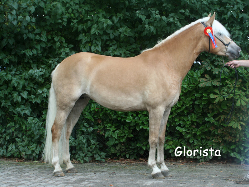 Palomino Horse with Ribbon
