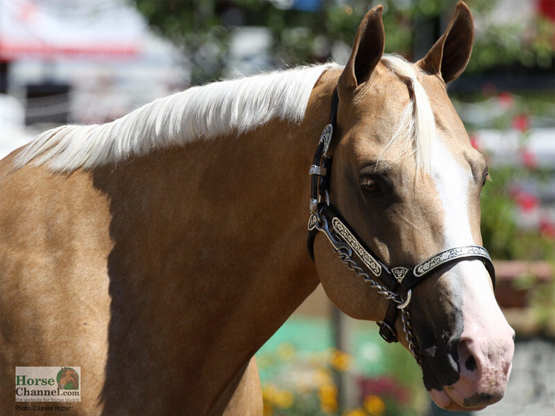 Palomino Horse with White Mane