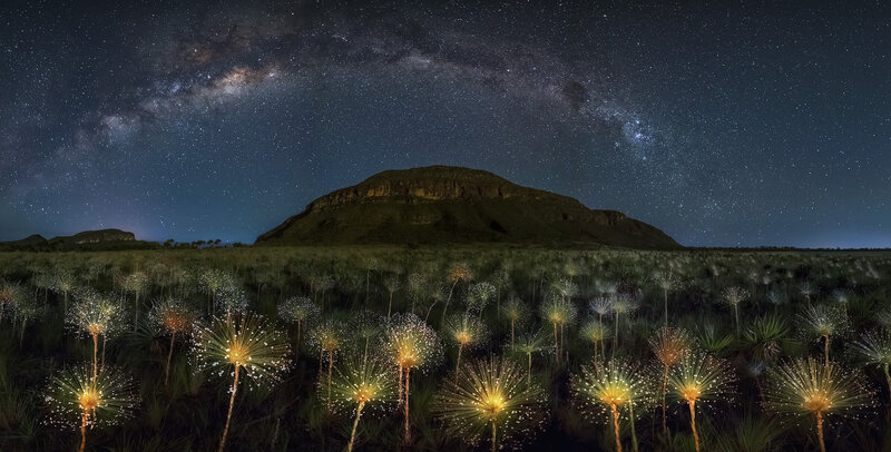 Pampas Flowers under Stars
