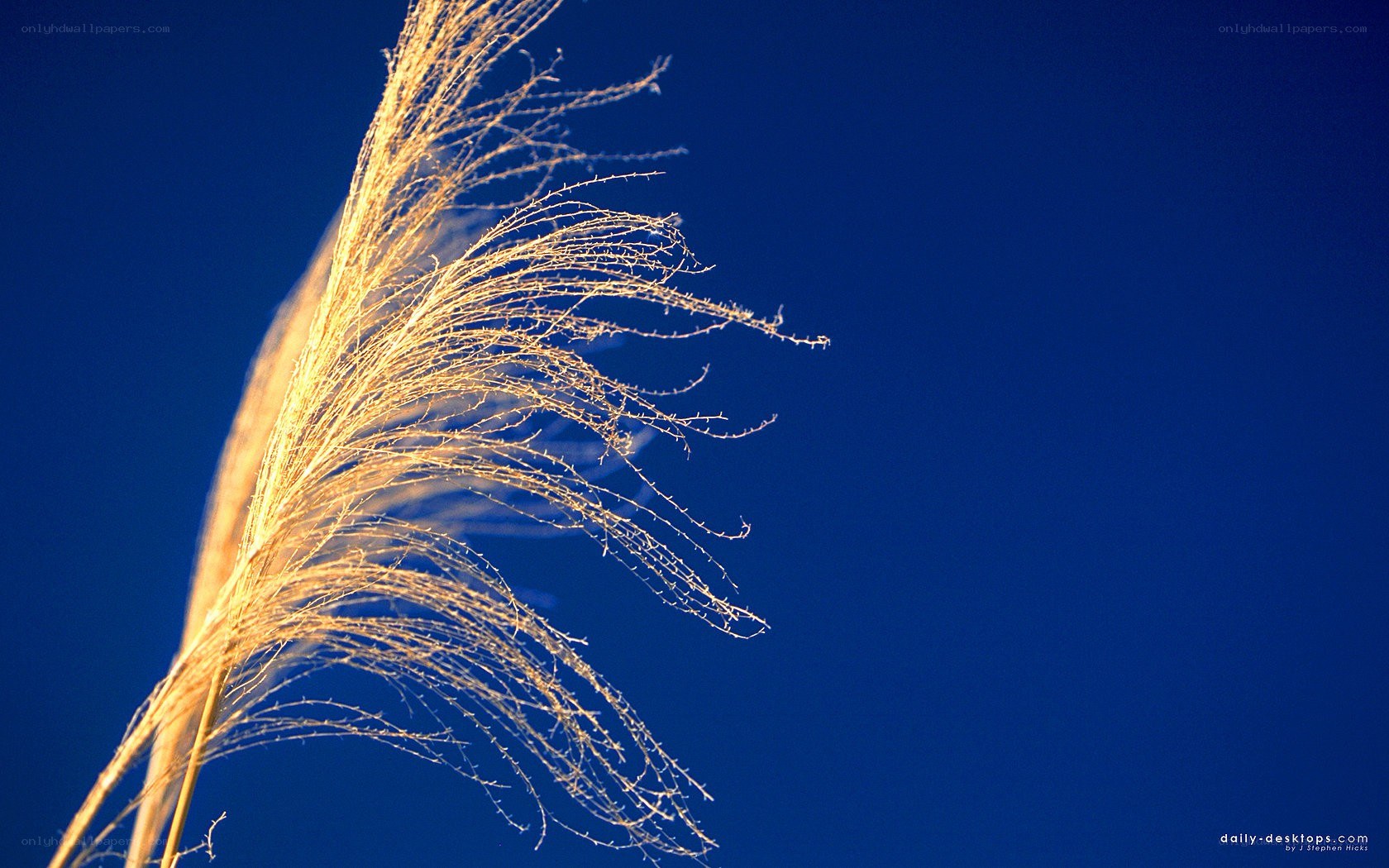 Pampas grass against blue sky