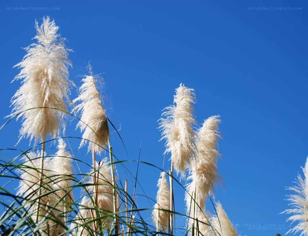 Pampas grass against blue sky