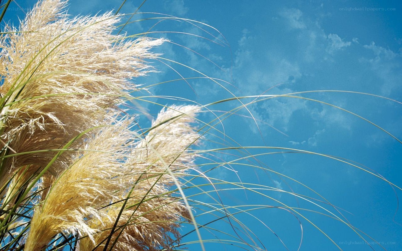 Pampas grass against blue sky