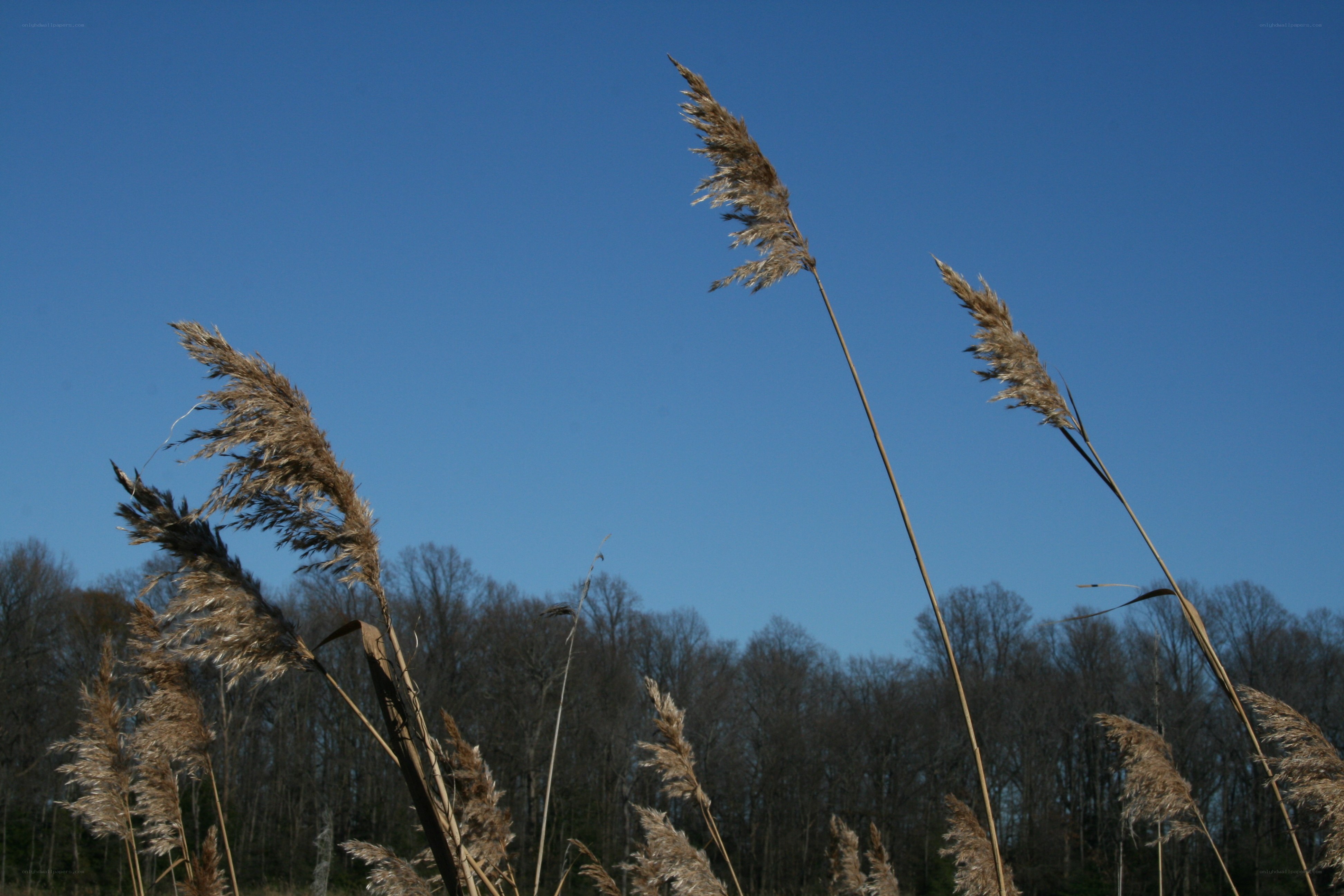 Pampas grass against blue sky