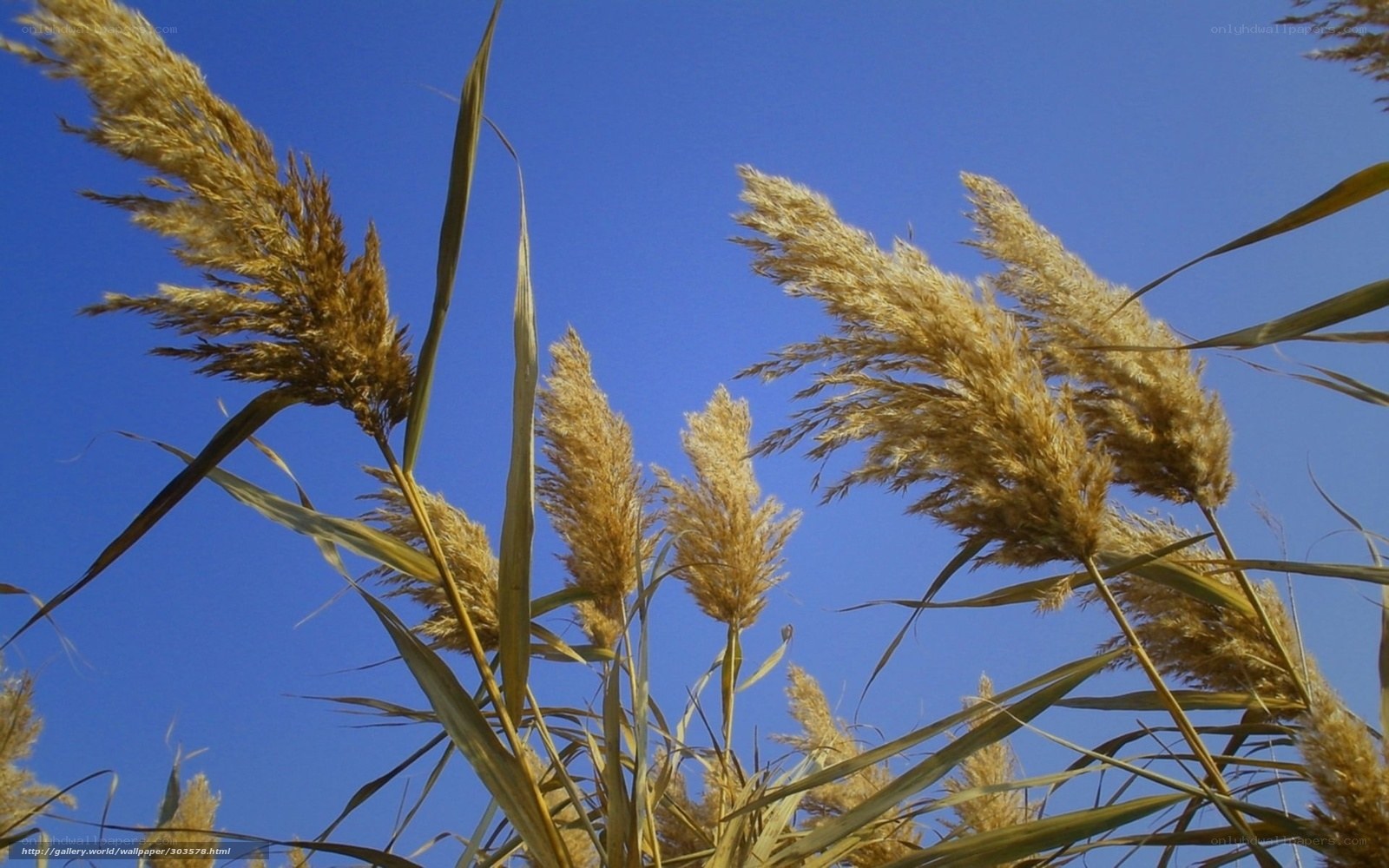 Pampas grass against blue sky