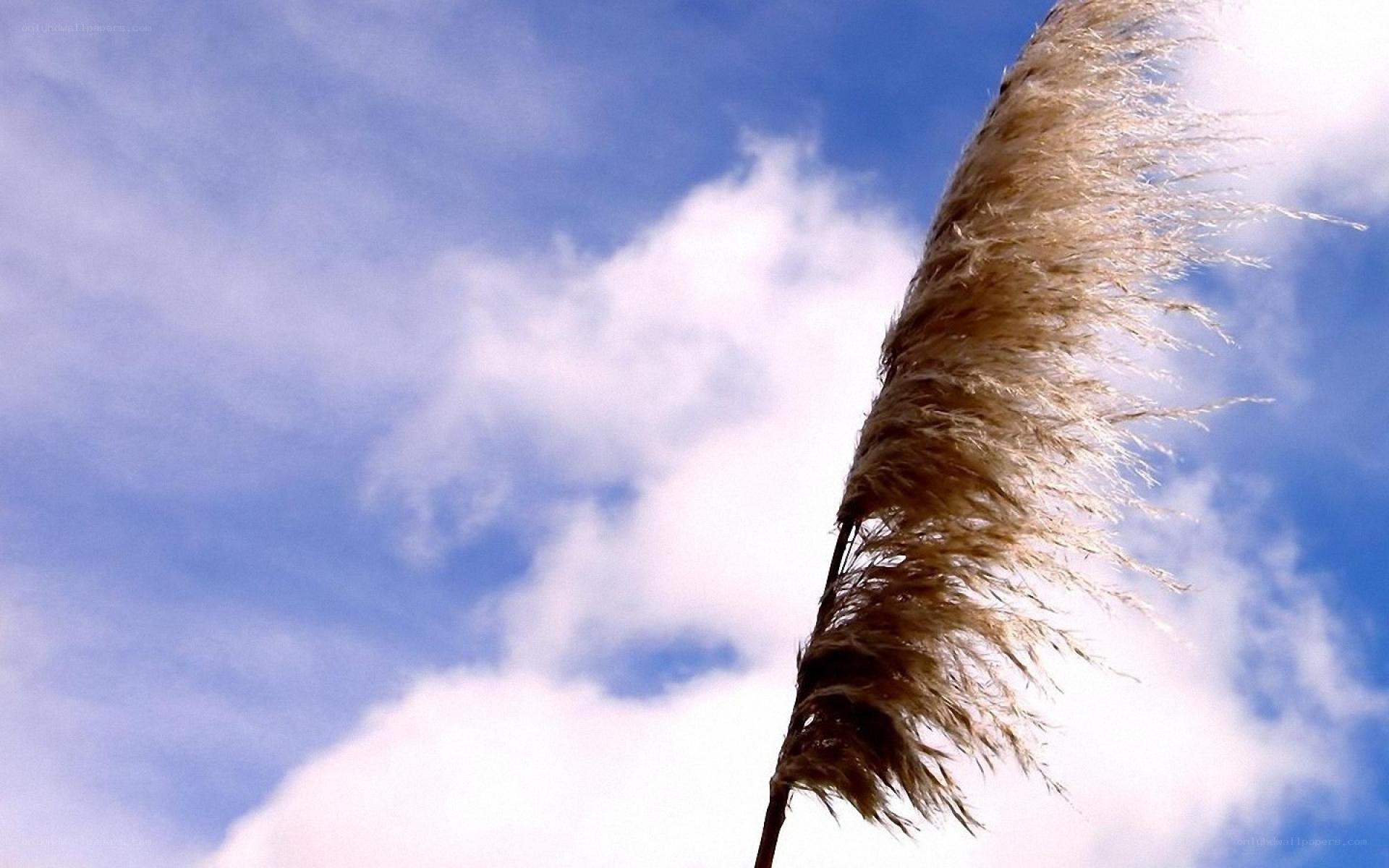Pampas grass against blue sky