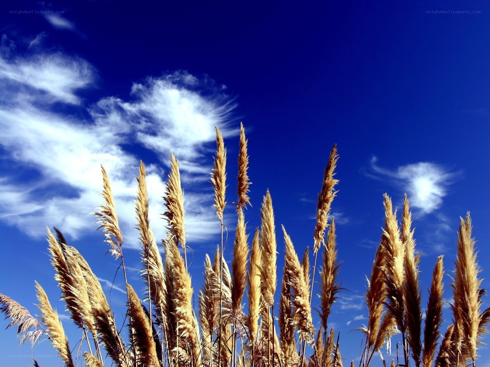 Pampas grass against blue sky