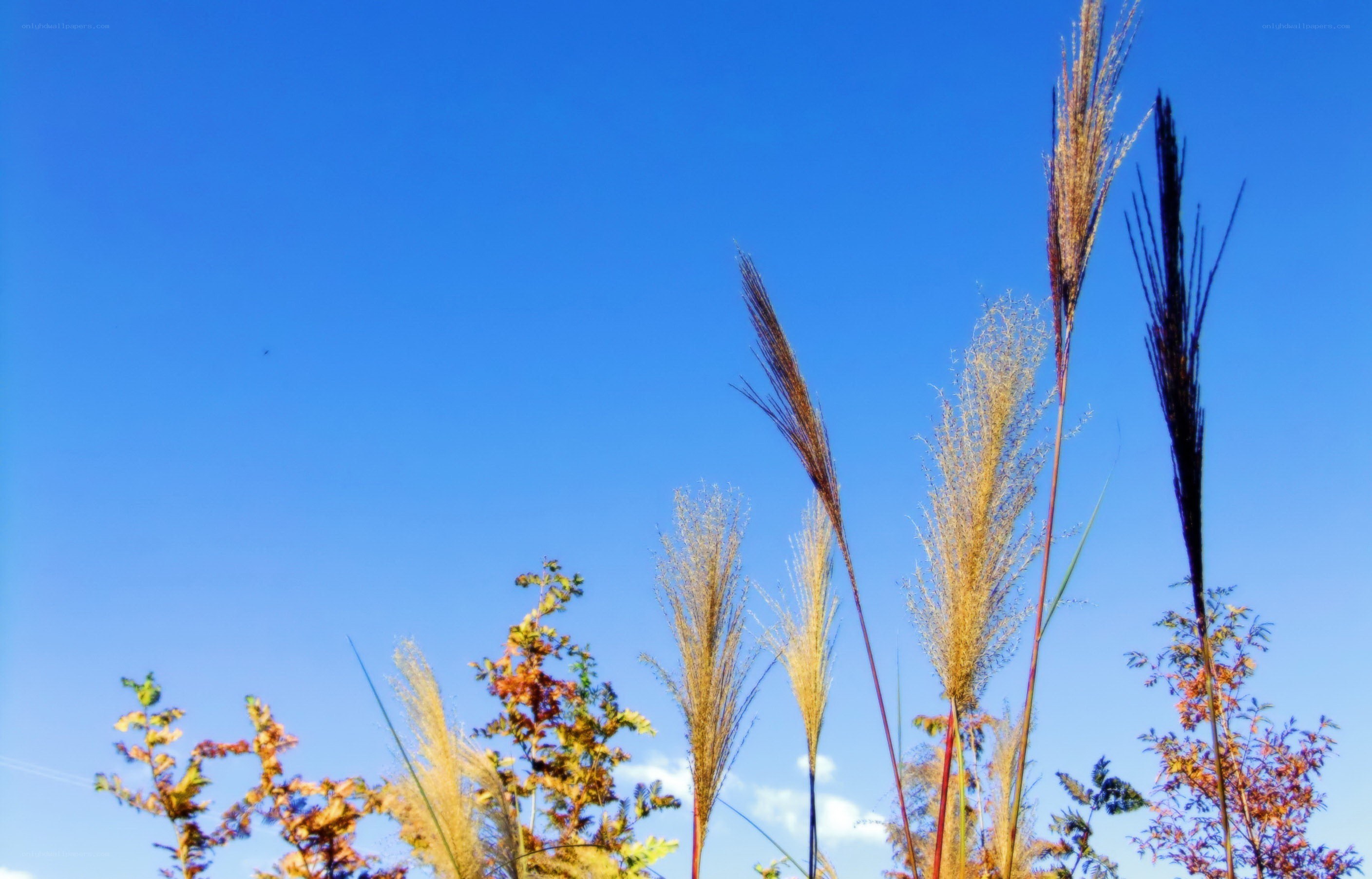 Pampas grass against blue sky