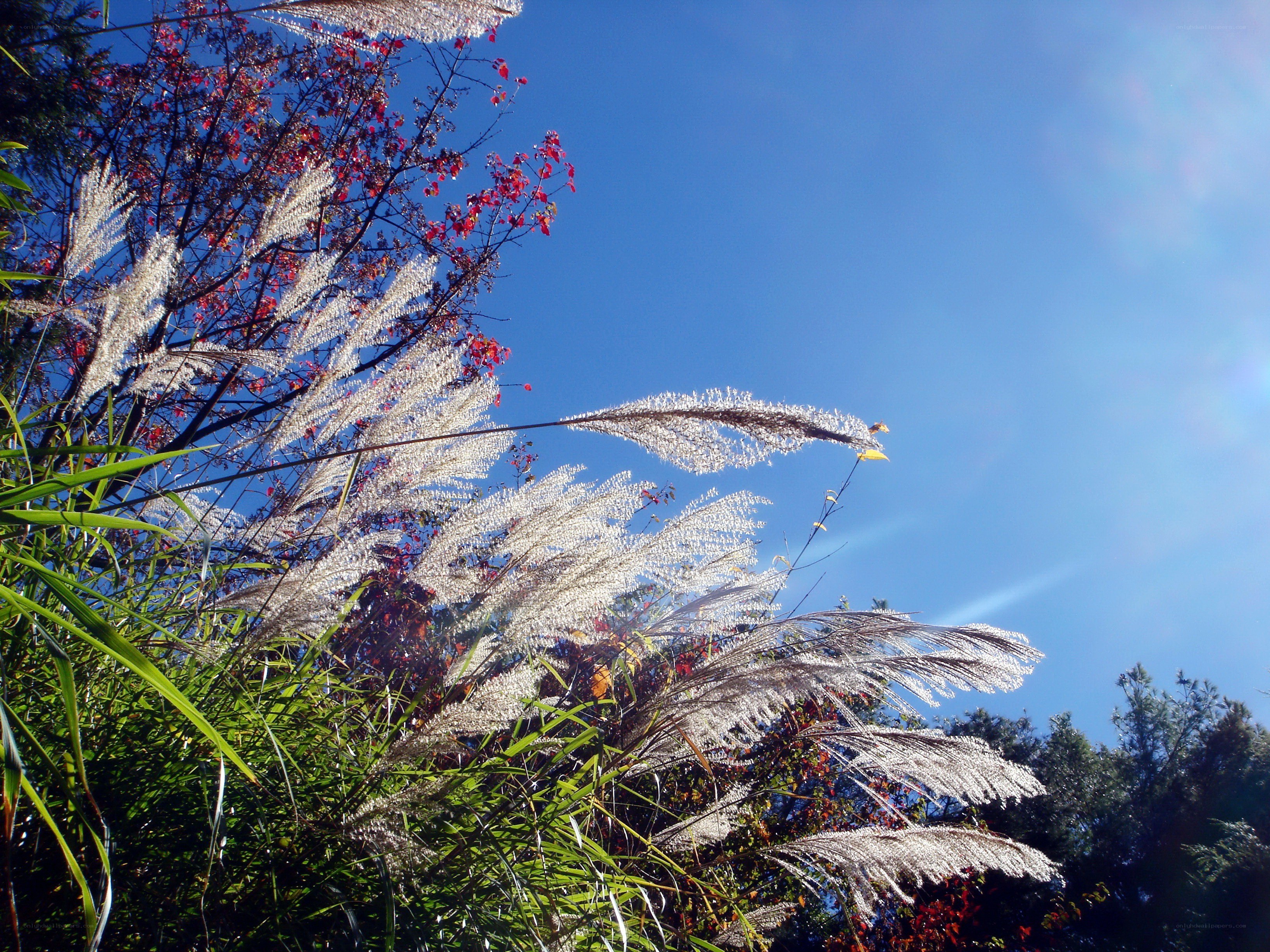 Pampas grass against blue sky