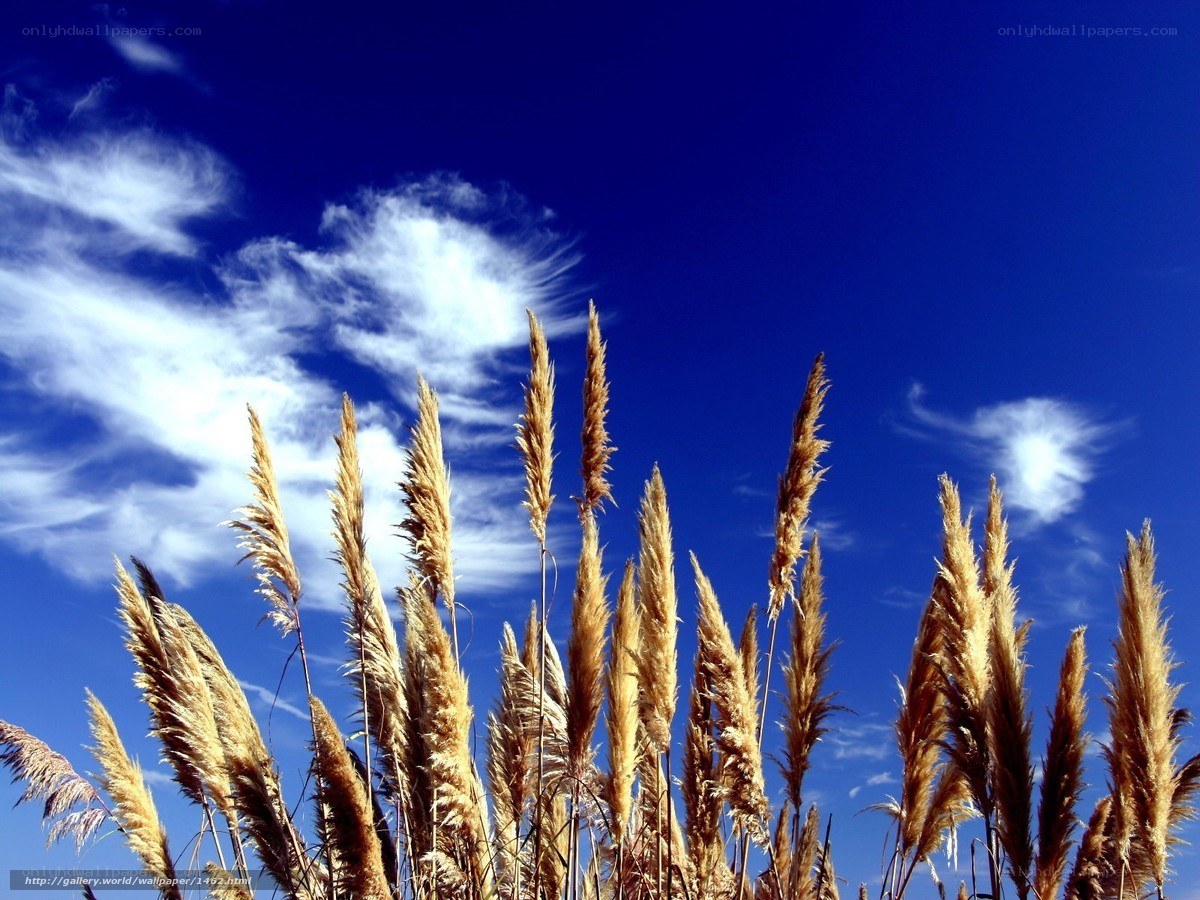 Pampas grass against blue sky