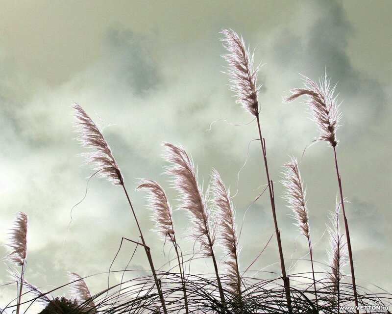 Pampas grass against cloudy sky