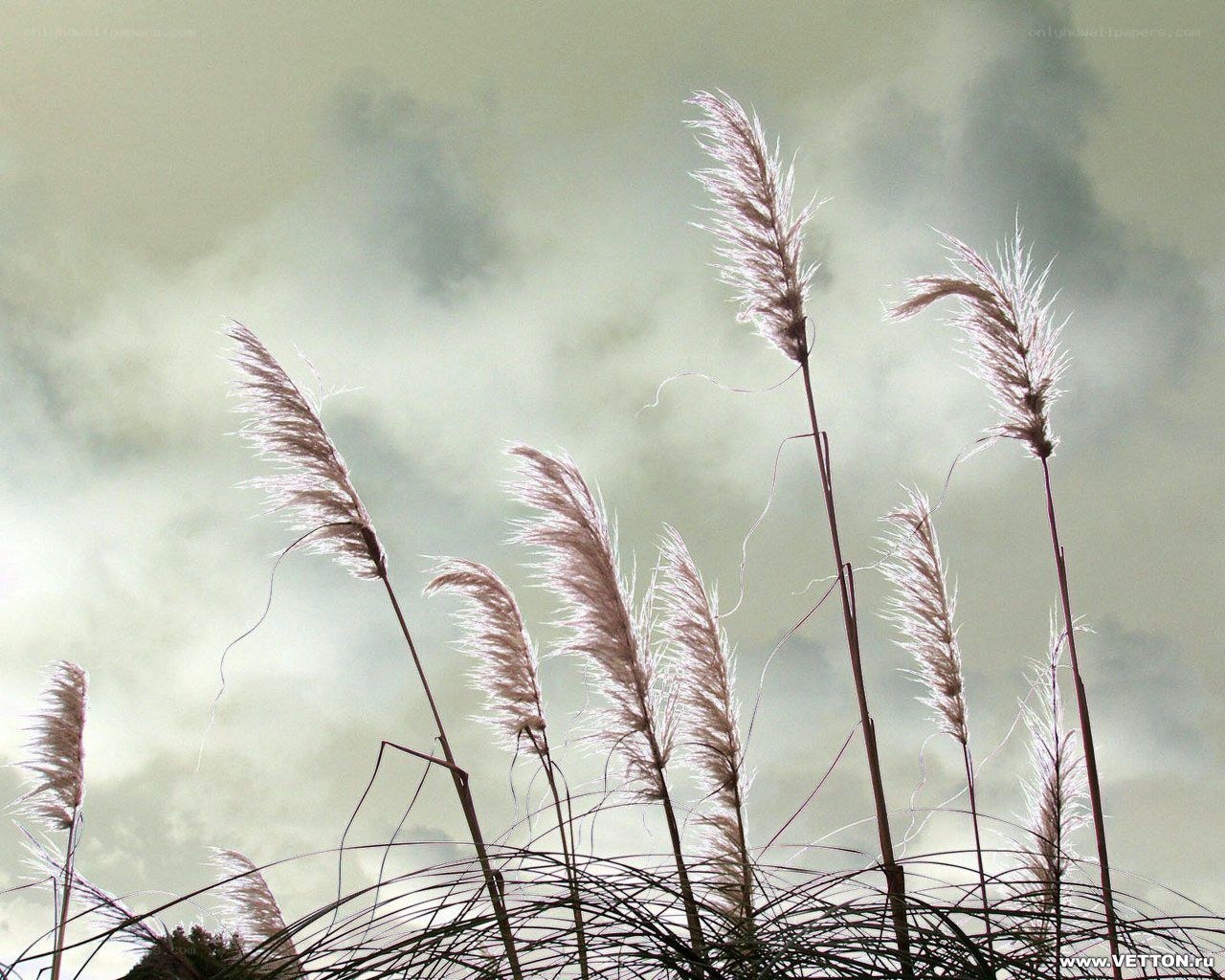 Pampas grass against cloudy sky