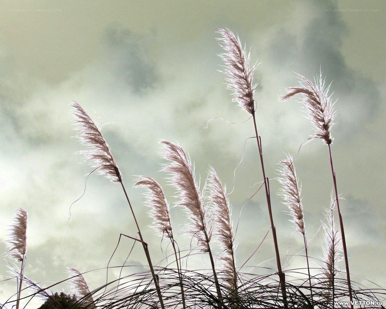 Pampas grass against cloudy sky