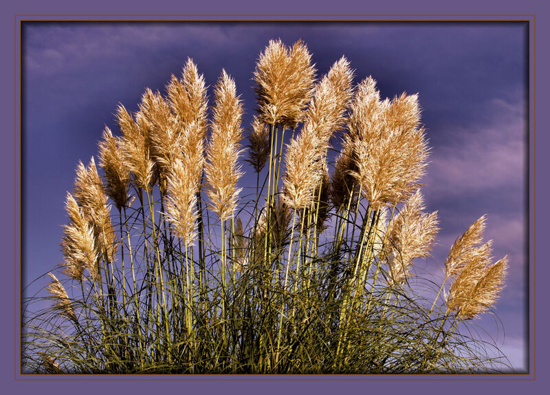 Pampas grass against purple sky
