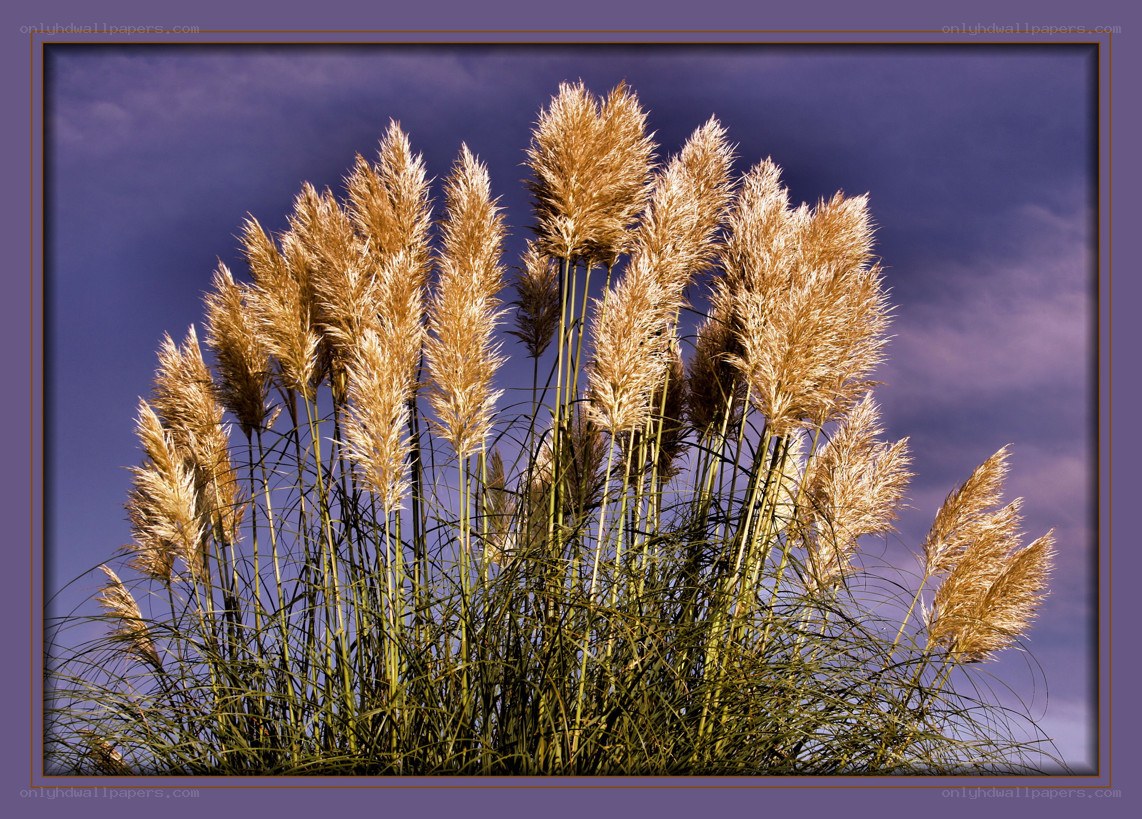 Pampas grass against purple sky