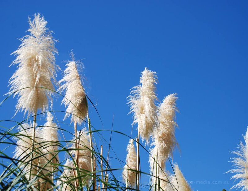 Pampas Grass Against Sky — Blue