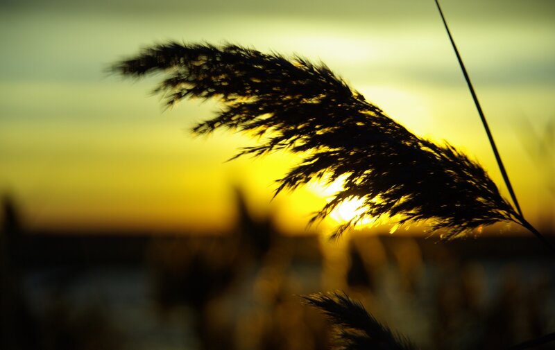 Pampas grass at sunset