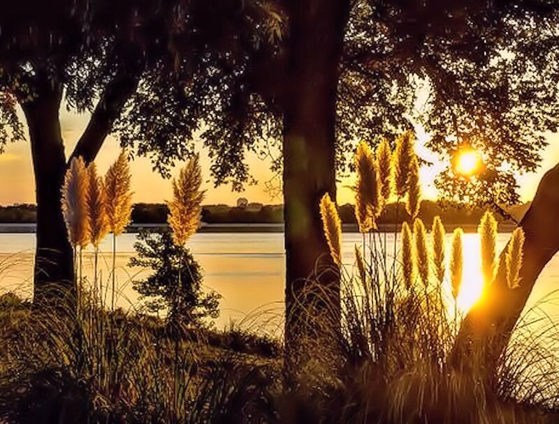 Pampas Grass at Sunset — Gold