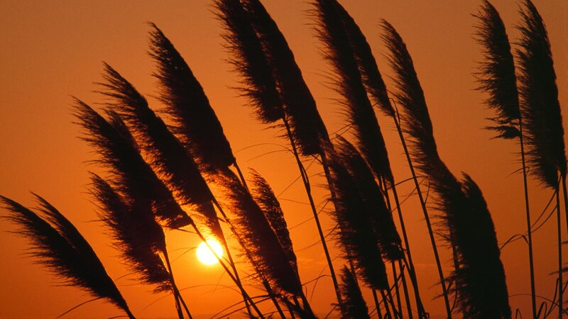 Pampas Grass at Sunset — Orange, Serene, Photograph