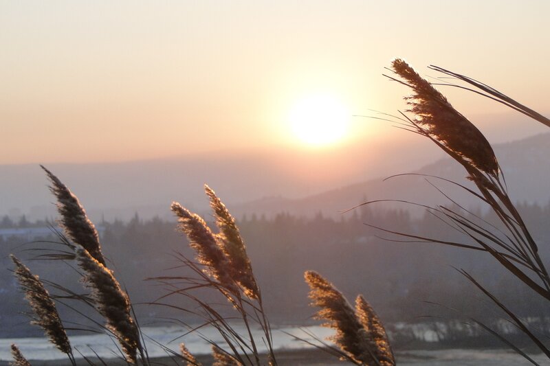 Pampas Grass at Sunset — Orange