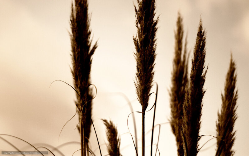 Pampas grass at sunset