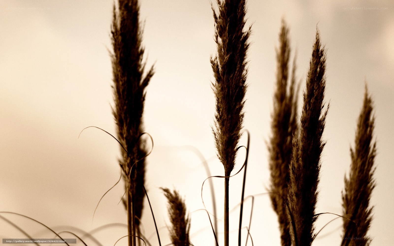 Pampas grass at sunset