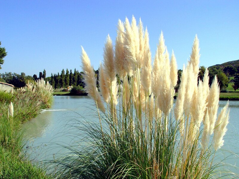 Pampas grass by a lake