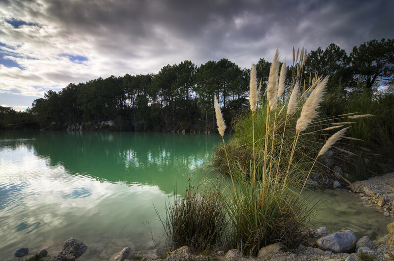 Pampas Grass by Lake