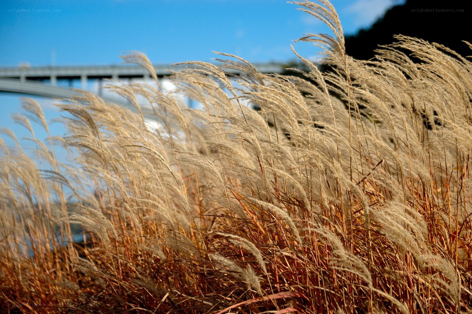 Pampas grass by the bridge