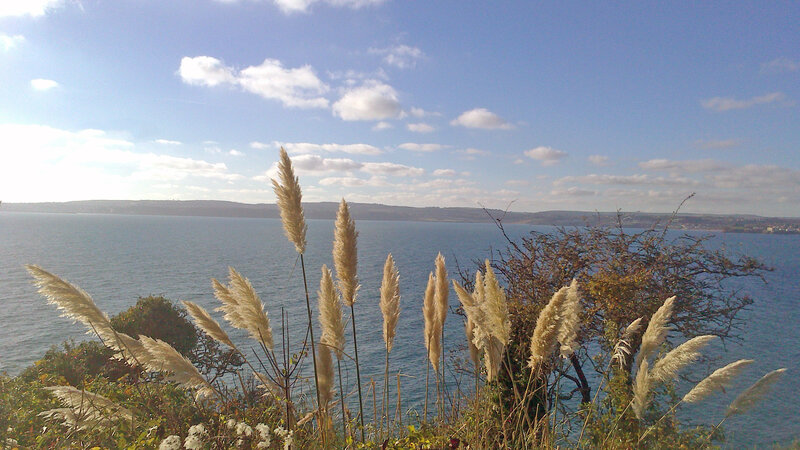 Pampas Grass by the Sea
