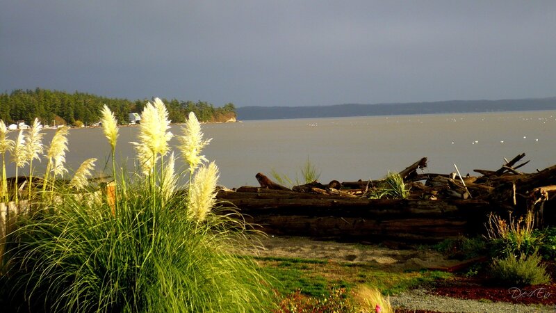 Pampas grass by the water