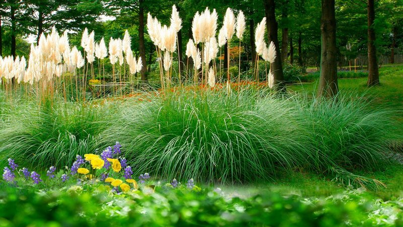 Pampas Grass Garden