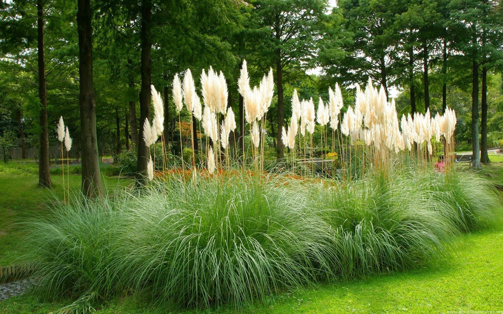 Pampas grass in a park