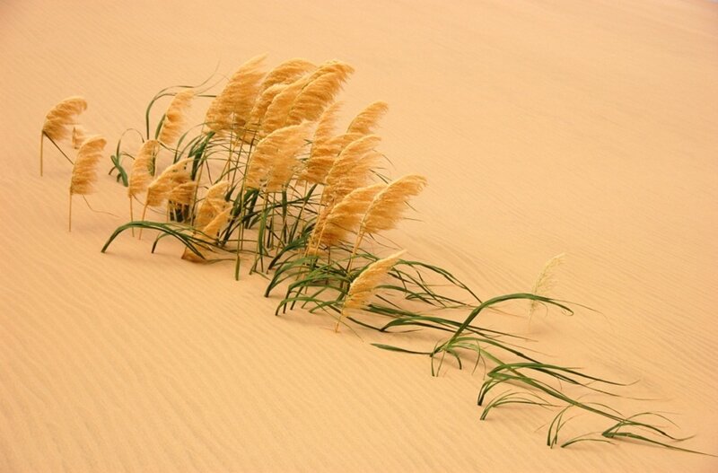 Pampas Grass in Sand